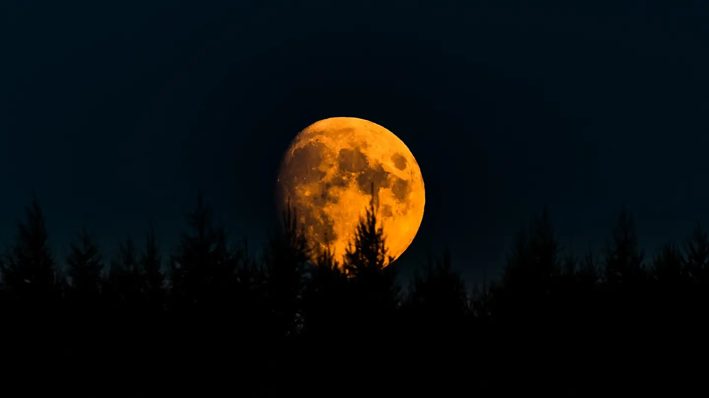 pleine lune au-dessus des arbres en silhouette la nuit