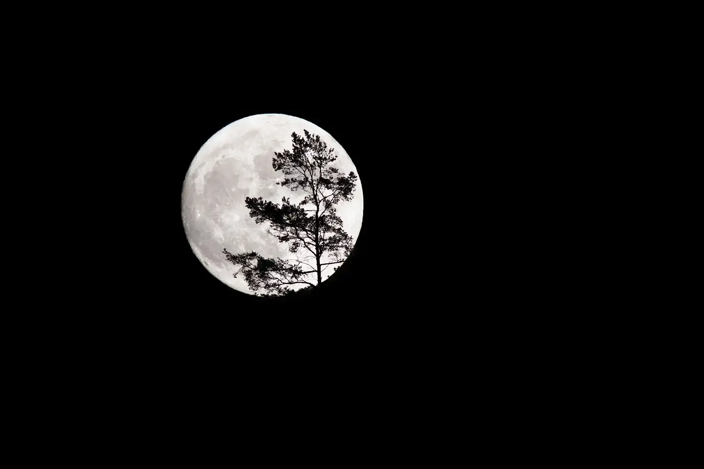 silhouette d'arbre sur fond de pleine lune dramatique la nuit